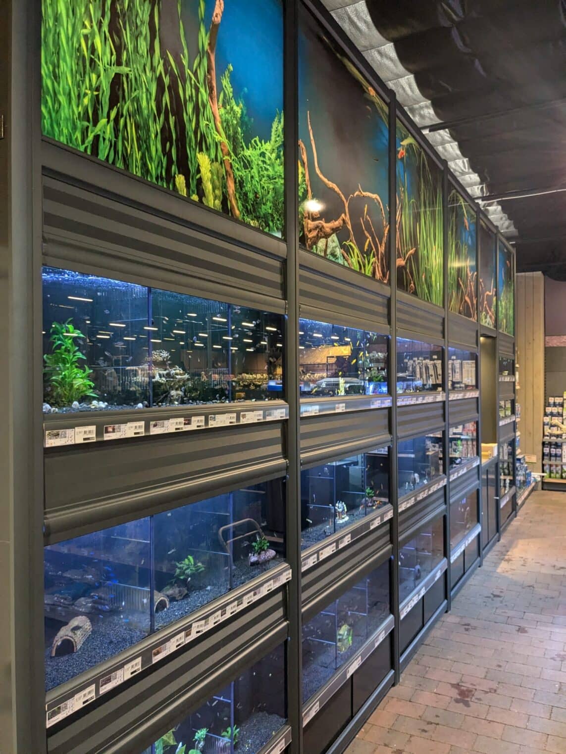 aquaja_tcrijmenants010